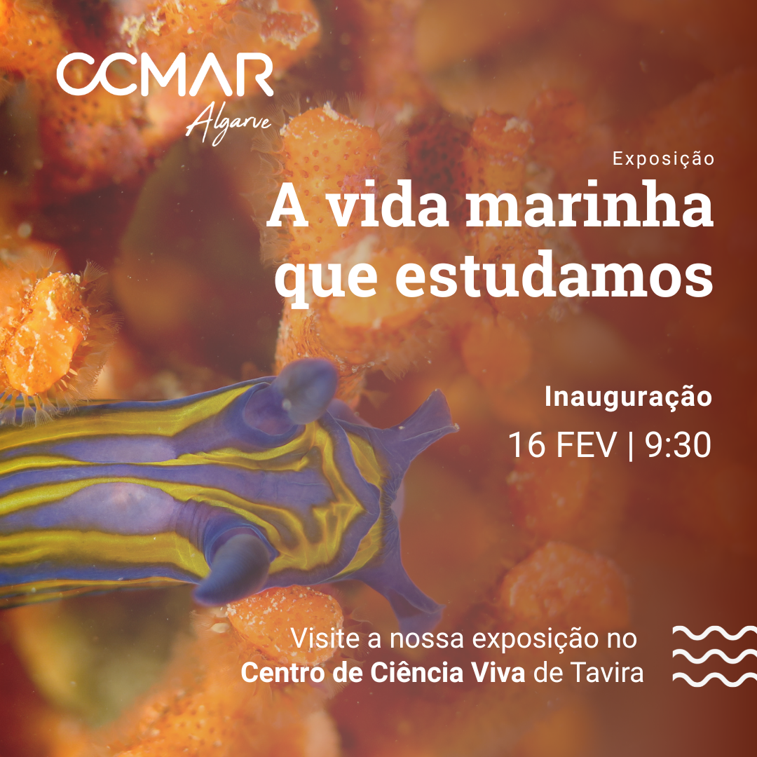 Exposição fotográfica - A vida marinha que estudamos (CCMAR)